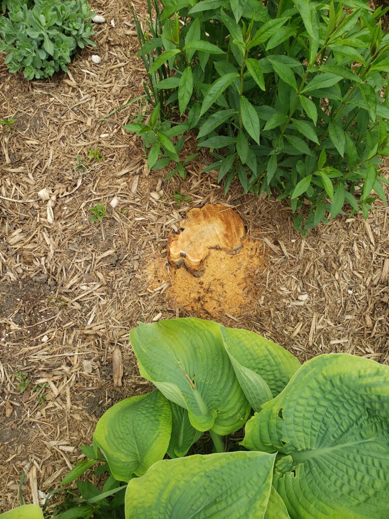 What's left of the Braeburn apple tree.