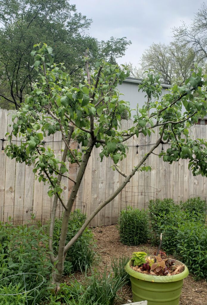 Freedom Apple, weeks after pruning.