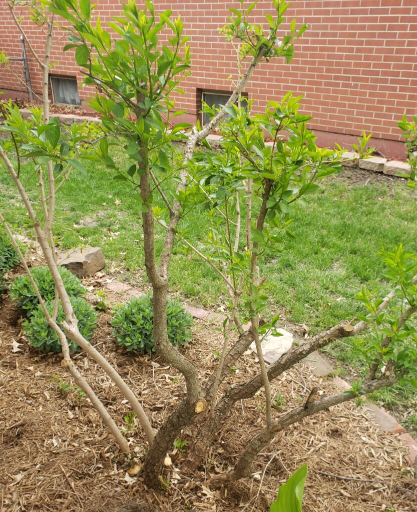 New growth on forsythia 3 weeks after hard pruning.